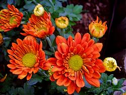 Chrysanthemum Orange