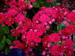 Kalanchoe blossfeldiana 'Double Pink'