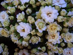 Kalanchoe blossfeldiana 'Double White'