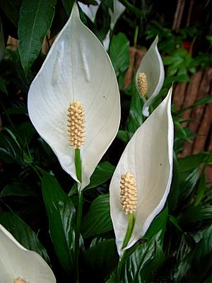 Peace Lily, White Sails, Spathe Flower – Spathiphyllum wallisii