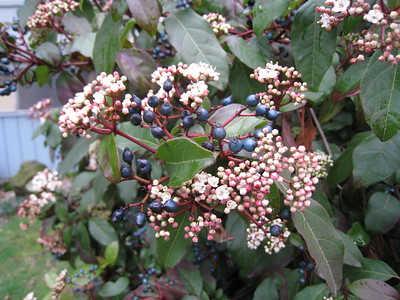 Viburnum tinus. Picture courtesy Wendy Cutler see her Flickr Page