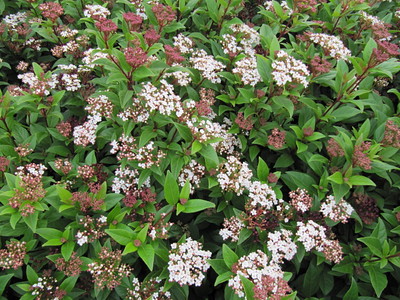 Viburnum tinus' Gwenllian' Picture courtesy Leonora (Ellie Enking) See her Flickr Page