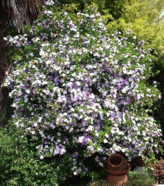 Brunfelsia 'Eximea' Mature Specimen