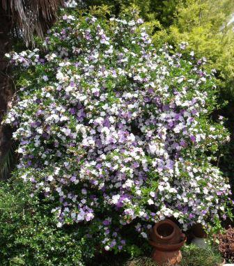 Yesterday, Today and Tomorrow, Verbleikblom - Brunfelsia