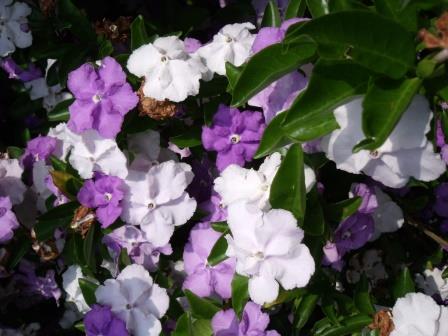 Brunfelsia Flowers