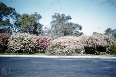  Geraldton wax plant Kings Park, Perth, Western Australia. Picture courtesy Dr Mary Gillham Archive Project - see her flickr page