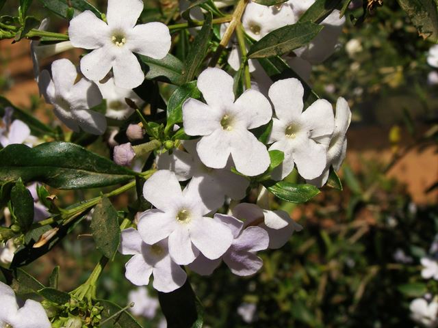 Freylinia tropica 'White' Picture courtesy Random Harvest Nursery