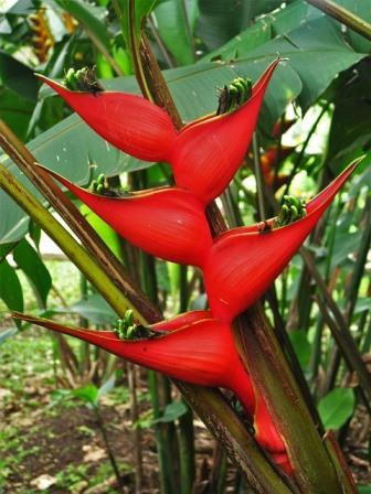 Heliconia carabea purpurea Image by ASSY from Pixabay