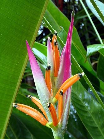 Heliconia psittacorum 'Pink and Orange' Image by virginie l from Pixabay