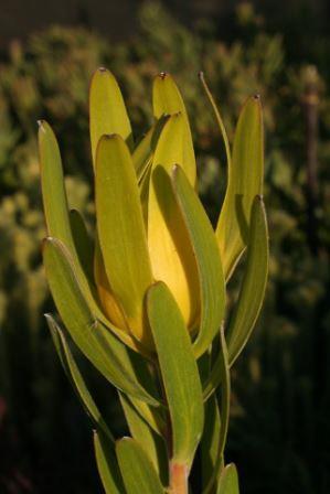 Leucadendron laureolum. Picture courtesy Madibri
