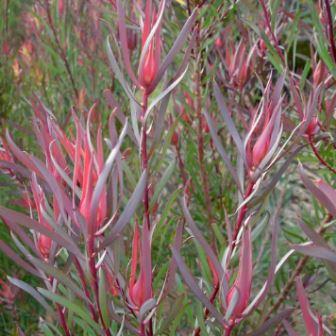 Leucadendron salignum 'Longtom' Picture courtesy Madibri