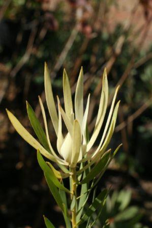 Leucadendron salignum 'Madilime' Picture courtesy Madibri