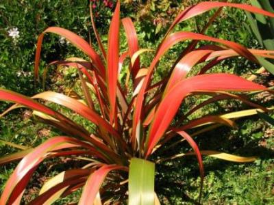 Phormium 'Jester' Picture courtesy www.steyns-nursery.co.za