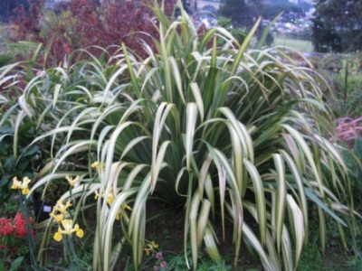 Phormium 'Yellow Waves' Picture courtesy www.steyns-nursery.co.za