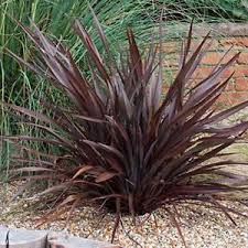 Phormium rubra 'Nana' Picture courtesy www.kazimingi.co.za