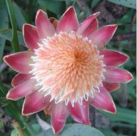 Protea caffra Picture courtesy Madibri  