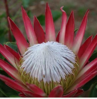'King Madiba' (Protea cynaroides) Picture courtesy Madibri  