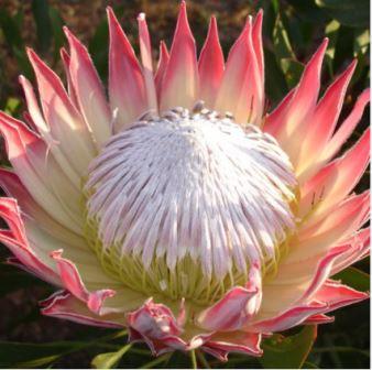 'King Pink' (Protea cynaroides) Picture courtesy Madibri