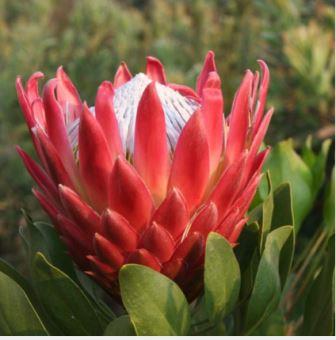 Protea cynaroides 'King Redrex'