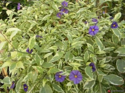 Lycianthes rantonetti 'Variegata' Picture courtesy www.kazimingi.co.za