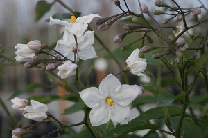 Lycianthes 'White'