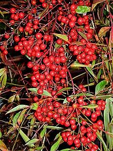 Nandina berries can persist through autumn and into winter