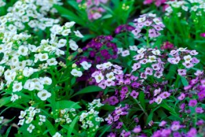 Alyssum