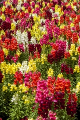 Snapdragons