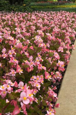 Begonia 'Baby Wings' Pink. Picture courtesy Ball Straathof