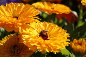 Calendula 