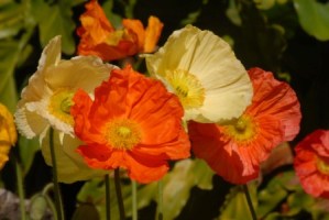 Iceland Poppy 