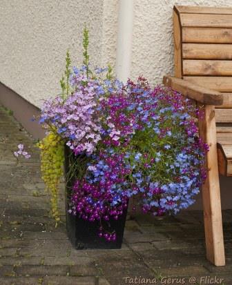 Trailing Lobelia Image by Tatters from flickr