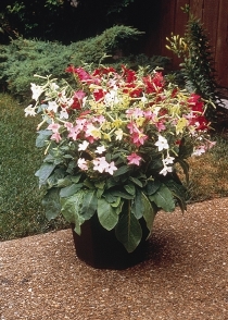 Nicotiana Nicki. Picture courtesy Ball Horticultural Company