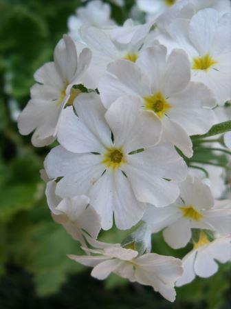Primula malacoides 'White' 