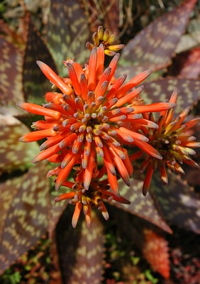 Aloe maculata Picture courtesy The Blackthorn Orphans from flickr