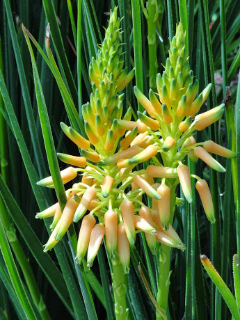 Aloe cooperi flowers Picture courtesy Haakdoorn Nursery