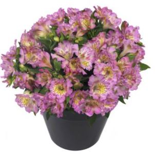 Alstroemaria 'Inticancha Purple. Picture courtesy www.ballstraathof.co.za