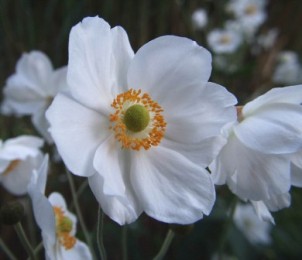Anemone hupehensis var Japonica