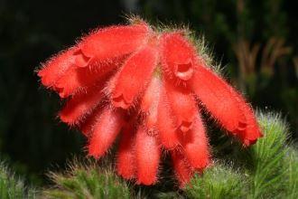 Erica cerinthoides 'Highveld Red' Picture courtesy Madibri