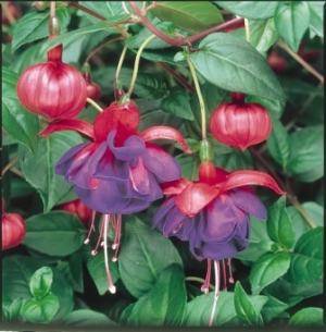 Fuchsia 'Blue Eyes'. Picture courtesy Ball Horticultural Company