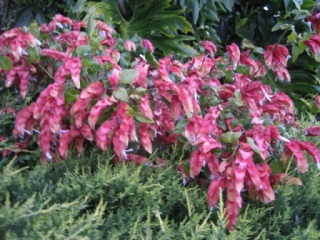 Justicia brandegeeana. Picture courtesy www.steyns-nursery.co.za