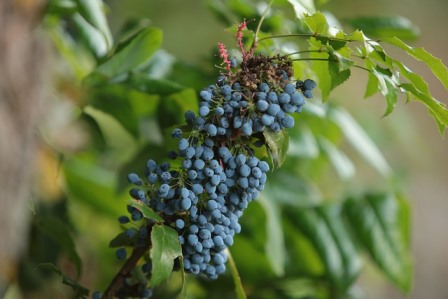 Oregon Grape Image by Image Eugen Tomas from Pixabay