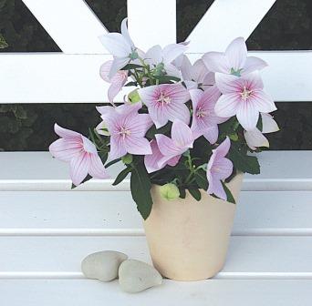 Platycodon 'Astra' Pink picture courtesy www.ballstraathof.co.za