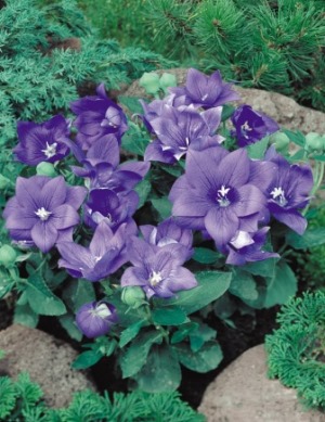 Platycodon 'Astra' Semi-double Blue Picture courtesy www.ballstraathof.co.za