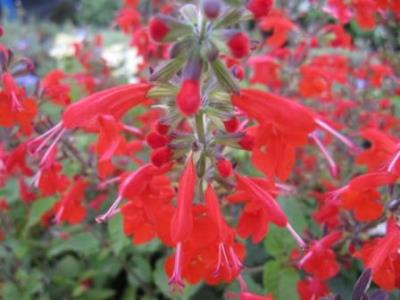 Salvia 'Lady in Red' Picture courtesy www.steyns-nursery.co.za