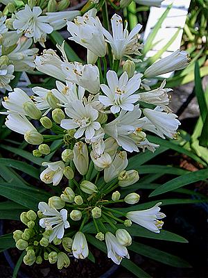 Agapanthus 'Little Diamond'