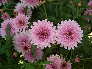 Argyranthemum 'Summer Melody'