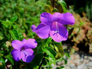 Barleria repens 'Purple Prince'