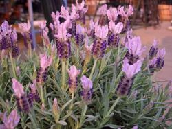 Lavandula 'Lavander Lace'
