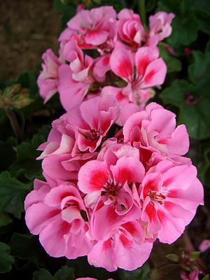 Pelargonium zonal 'Katinka'